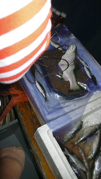 kf_sowe09_58.jpg